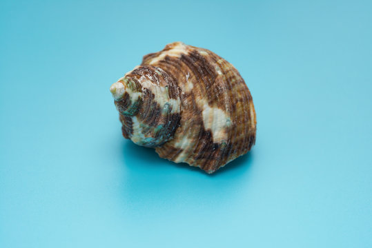 side veiw conch shell on a blue background