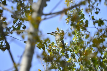 Grey herons nest tree