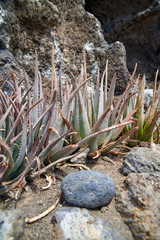 Aloe bushes in the wild. The thicket of the healing plant is aloe vera. A prickly plant on rocky soil. Stones and rocks in a semi-desert, desert, steppe area. A hot summer day in nature.