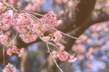 Obraz premium Pink cherry blossom(Cherry blossom, Japanese flowering cherry) on the Sakura tree. Sakura flowers are representative of Japanese flowers. The main part of the winter pass. I love everyone.