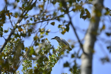 Grey herons nest tree