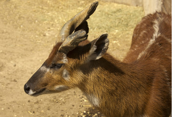Sitatunga, marshbuck (Tragelaphus spekii).