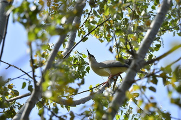 Grey herons nest tree