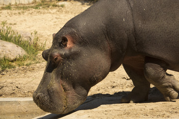  Common hippopotamus (Hippopotamus amphibius).