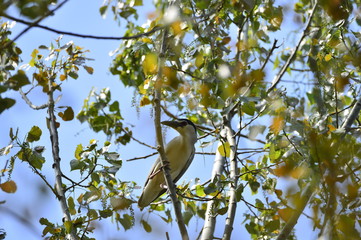 Grey herons nest tree