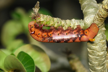 Image of Caterpillar Oleander Hawk-moth (Daphnis nerii) on tree branch. Worm. Insect. Animal.
