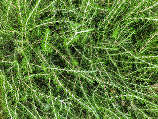 Growing green bushes  in the city park on  Rishon LeZion, Israel.