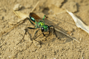 Image of Jewel Wasp or Emerald cockroach wasp (Ampulex compressa) on the ground. Insect. Animal.