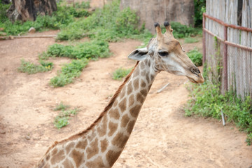 Obraz premium closeup part of neck and head of giraffe in park