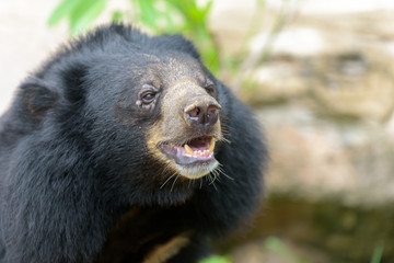 Fototapeta na wymiar black bear calling for food