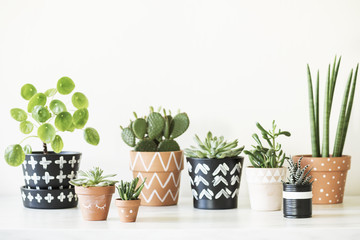 Modern composition of home garden filled a lot of plants in different hipster pots. White background wall with copy space. 