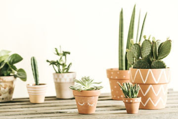 Stylish compostion of home garden filled a lot of cacti, succulent and plant in different red clay pots on wooden table.