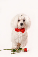 White Maltese dog with red bow isolated on white background