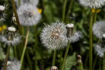 Löwenzahn kurz bevor er verblüht