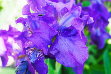 Irises blooming. Candid.