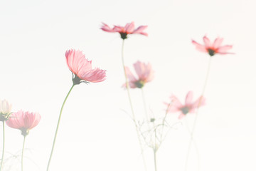 Soft focus of pink cosmos flower on pastel color style for background