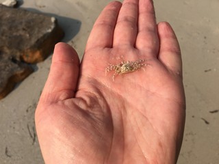 Tiny little crab on woman`s hand. Close up. Thailand beach. 