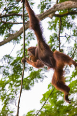 Orangutan in the Singapore Zoo © biggur
