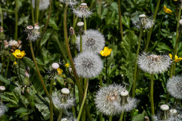 L&ouml;wenzahn kurz bevor er verbl&uuml;ht
