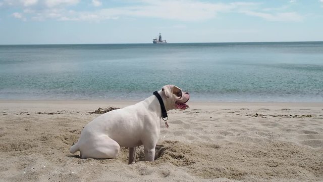 Funny dog digging a whole in the sand