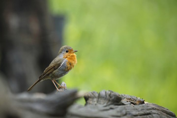 Il pettirosso (Erithacus rubecula)