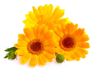 Naklejka premium Calendula. Marigold flower with leaf isolated on white background
