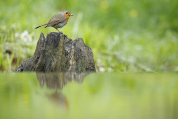 Pettirosso (Erithacus rubecula)