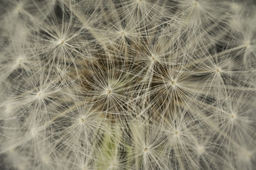 Fototapeta na wymiar closeup of a dandelion blowball