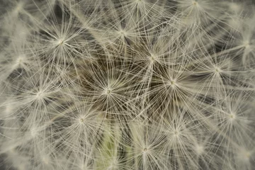 Wandaufkleber closeup of a dandelion blowball © roostler