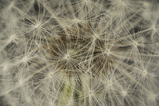 closeup of a dandelion blowball