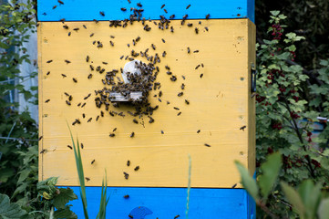 Hives in an apiary with bees flying to the landing boards in a green garden