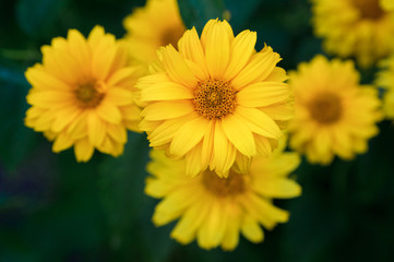 Close-up of yellow daisy flower