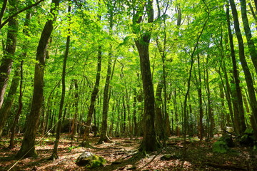 Oita's primary forest Kurotake