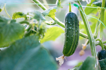 Cucumber harvest in greenhouse. The cucumber fruits grow and are ready for harvesting. Variety of cucumbers, climbing vegetables, suitable for growing in the greenhouse.