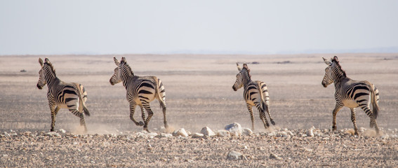 Fototapeta na wymiar Group of zebras riding on horizon in Namib desert at Namib-Naukluft National Park, Namibia, Africa