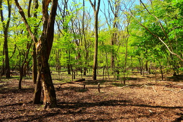Oita's primary forest Kurotake
