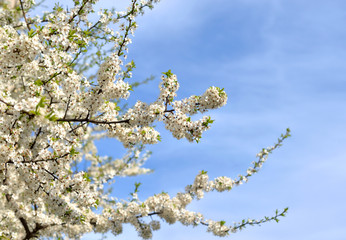 Blossoming apple tree.