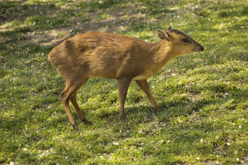Reeves's muntjac (Muntiacus reevesi).