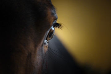 Eye of a beautiful horse closeup on dark background