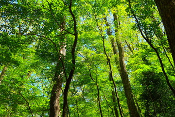 Fototapeta na wymiar Oita's primary forest Kurotake