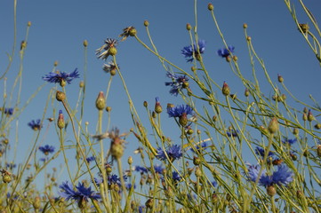 cornflowers against the blue sky © Anna
