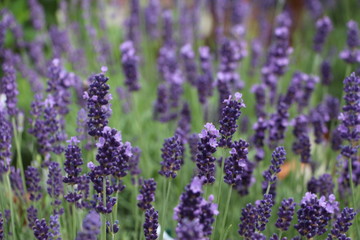 Lavendel