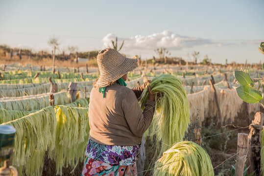 Produ&ccedil;&atilde;o de sisal