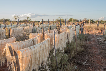 Sisal secando na cerca em uma fazenda