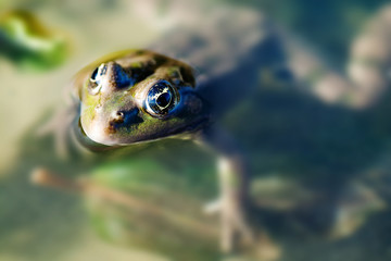 Green Marsh frog natural habitat, camouflage amphibian Pelophylax ridibundus. Macro view, selective focus, river plants blurred background
