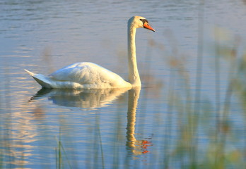 Swan on lake at sunset 