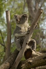  Koala, koala bear (Phascolarctos cinereus).