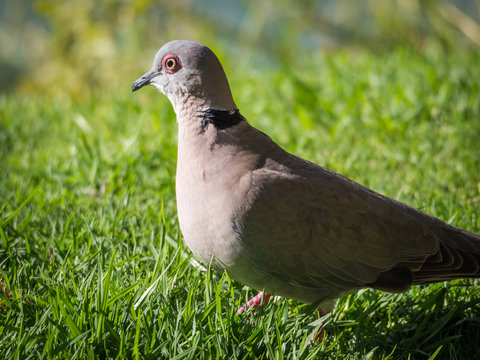 Closeup portrait of Mourning dove or Streptopelia decipiens on green grass, Namibia, Africa