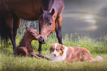 Fohlen mit Mutter und Hund