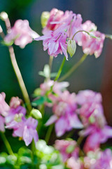Pink flowers of Aquilegia at sunset